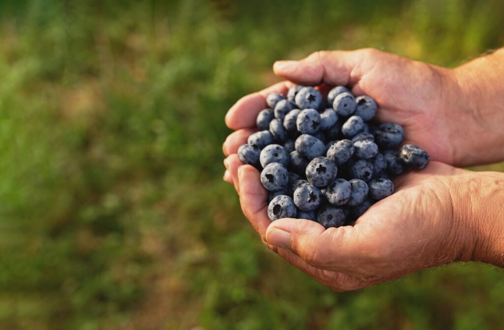 Close-up of a n older adult man's hand holding blueberries
