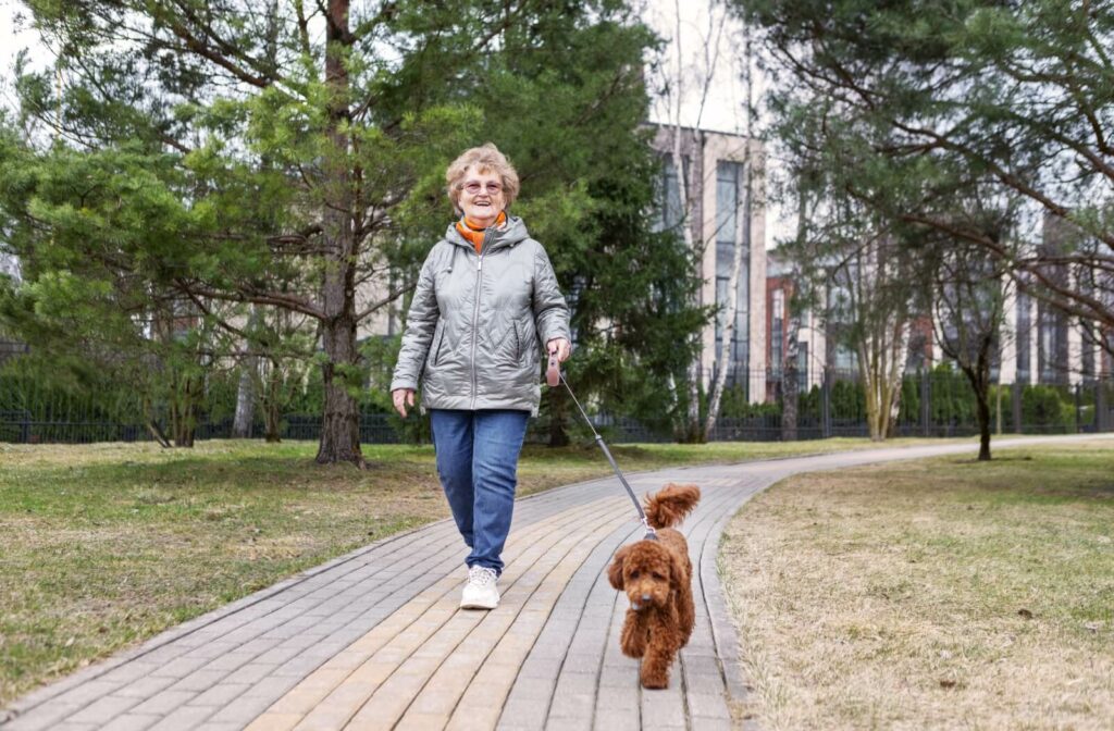 A senior takes their brown dog for a walk so both parties can get some exercise and fresh air